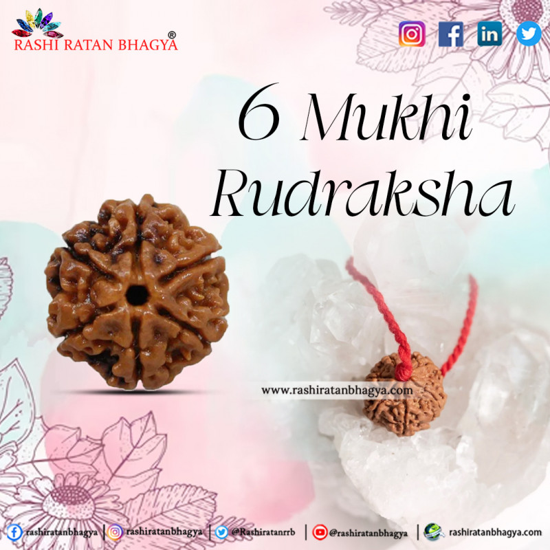 Buy 6 Mukhi Rudraksha Beads Online At Rashi Ratan Bagya 6 Mukhi Rudraksha