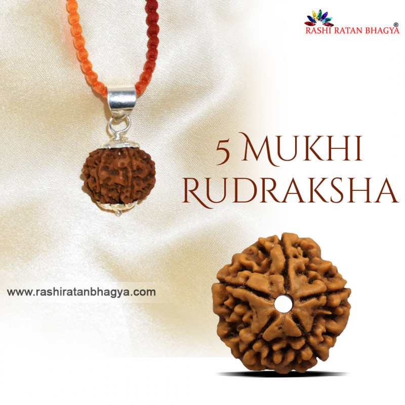 Buy Mukhi Rudraksha From Rashi Ratan Bhagya At Genuine Mukhi Rudraksha