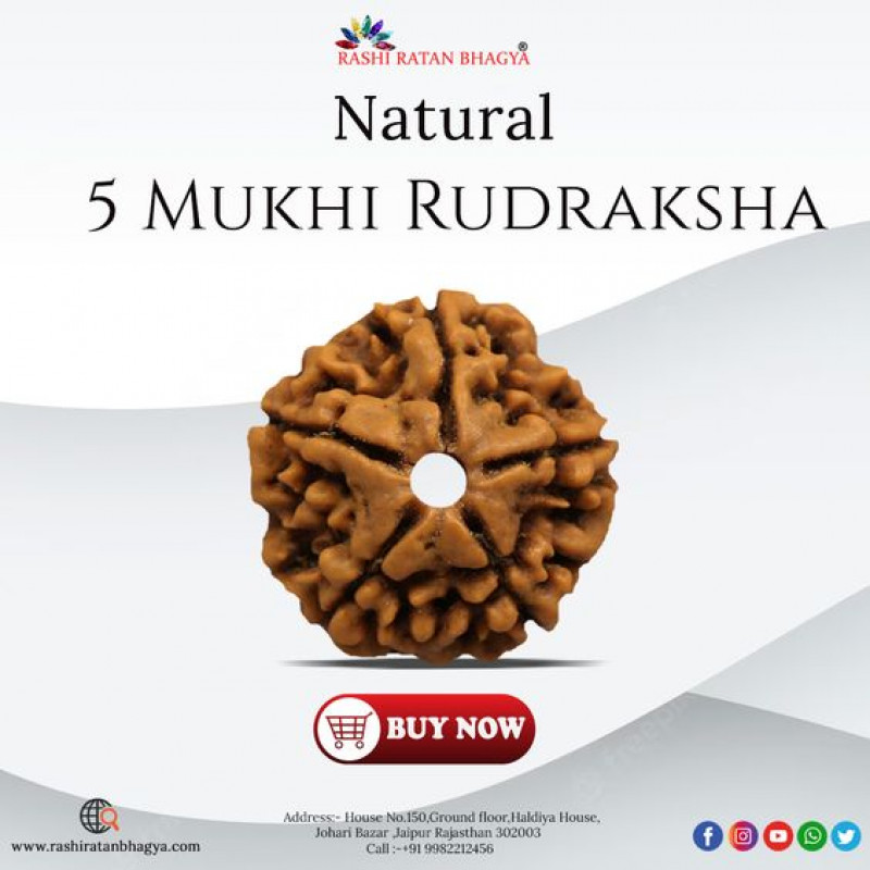 Buy Mukhi Rudraksha Fromrashiratanbhagya At Genuine Mukhi Rudraksha