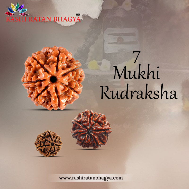 Buy Mukhi Rudraksha From Rashi Ratan Bhagya At Genuine Mukhi