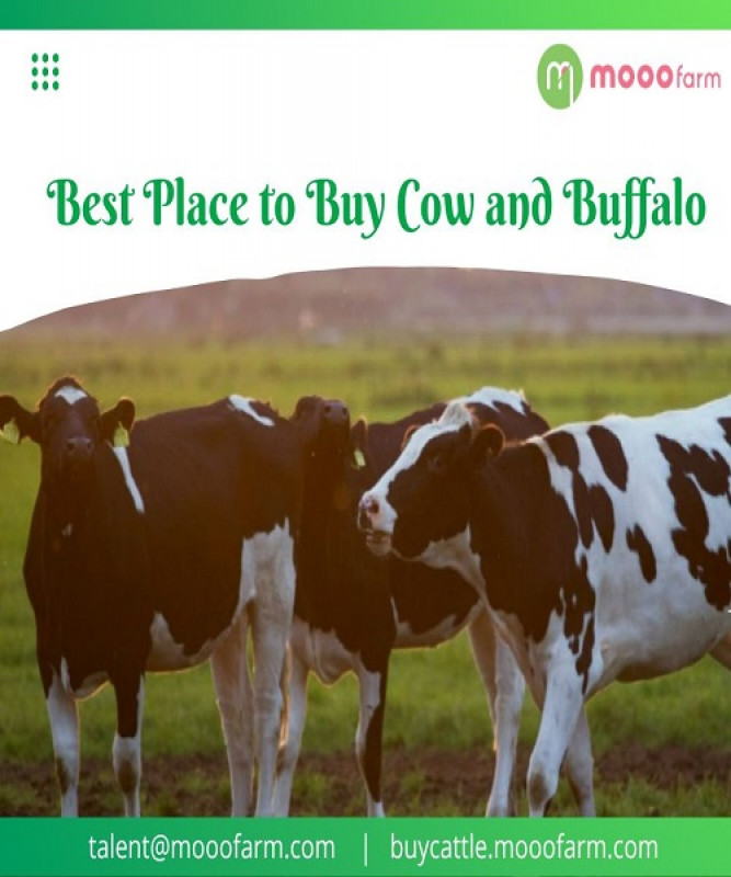 Best Place to Buy Cow and Buffalo | Peter Louis