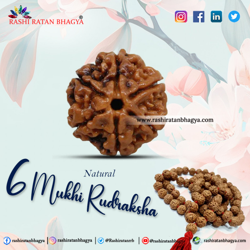 Buy Natural Mukhi Rudraksha From Rashi Ratan Bhagya Mukhi Rudraksha