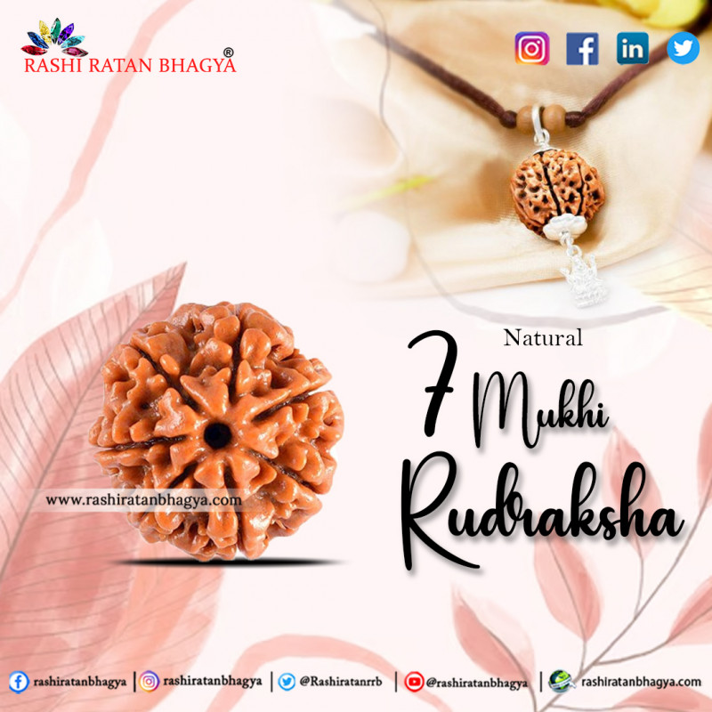 Original 7 Mukhi Rudraksha Online Best Price In India 7 Mukhi Rudraksha