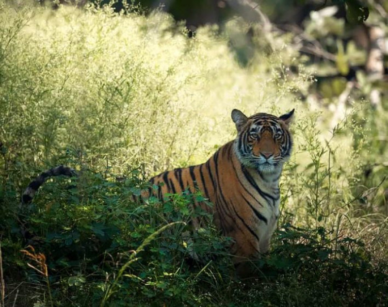 Online Ranthambore National Park Safari Booking | ranthamboresafaripackage